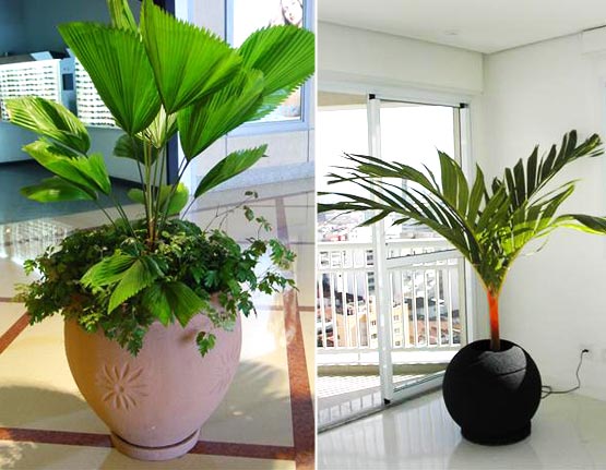 plantas-em-ambientes-interno