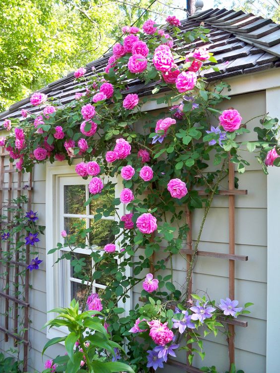 jardins-com-rosas